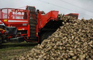 Hectareopbrengst suiker EU daalt 1,2 ton