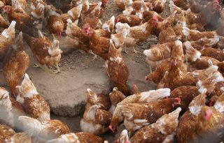 VVD: ophokplicht vanwege vogelgriep