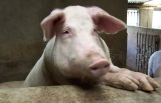 Chronische infectie speelt rol bij varkenspest