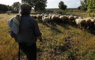 Spanje wil geiten en schapen terug