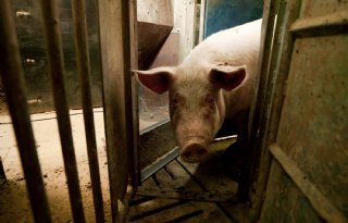 Nedap richt Argentijnse varkensstallen in