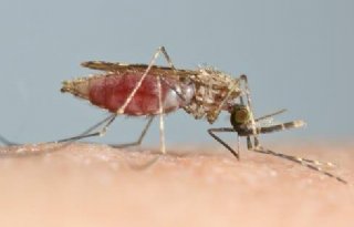 Alterra: Malariamug in gierput tegengaan