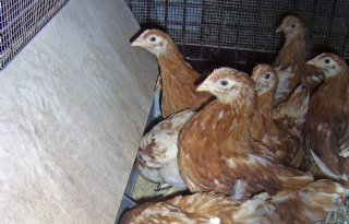 Agressieve variant vogelgriep in Italië