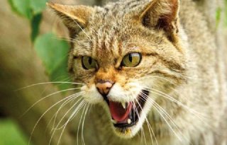 Natuurclub zoekt wilde kat in Nederland