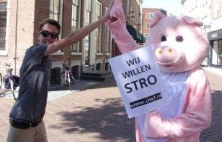 CIWF start stro-actie voor varkens