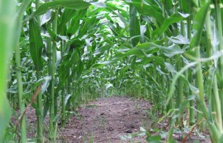 Verbod op ggo-maïs in Frankrijk