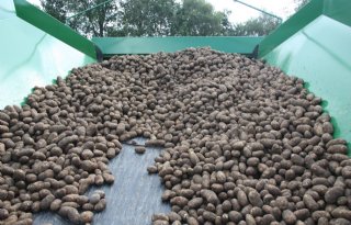 Hectareopbrengst aardappelen 10% lager