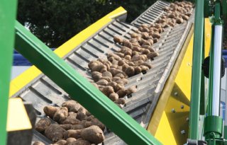 Nauwelijks nagroei aardappelen in België