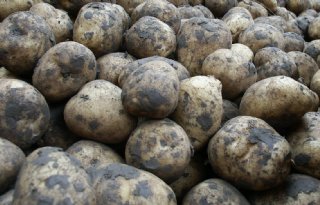 'Stop kieming in partijen aardappelen'