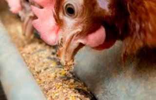 Hubers: vogelgriep verrast en schokt sector