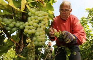 Meer wijnbouwers in Nederland