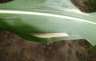 Dit jaar weinig bladvlekkenziekte op maïs