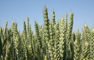'EU-graan kan goed zonder marktsteun'