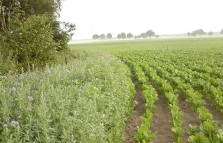 Provincie Limburg verkoopt grond