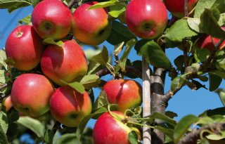 930 hectare appels niet geoogst in België