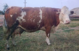 500.000 Roemeense koeien naar China