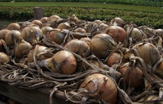 AMI: Rusland oogst meer uien