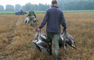 Jagers: groei zomerganzen vlakt af