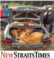 Dieven Maleisië vluchten met koeien in auto