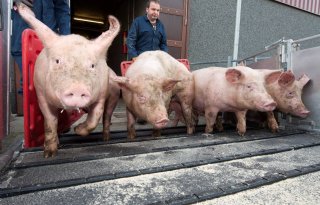 'Varkenstransport ergste dierenleed'