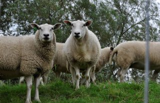 Voorjaarskuil te rijk voor schapen