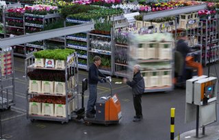 Handel: sierteelt met Duitsland afstemmen