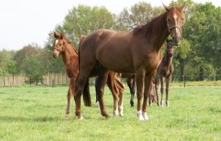 Celstraf voor fraude met paardenpaspoorten