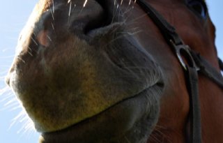 Paardenmishandeling Noord-Nederland