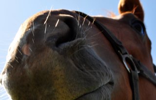 Vogelgriep: verklaring bij vervoer paard