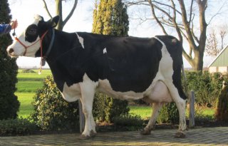 Margo 96 Montbéliarde koe van het jaar