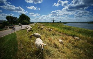 Devaluatie Brits pond drukt schapenprijs in EU