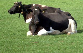 'Vlees Holstein-koe exclusief'