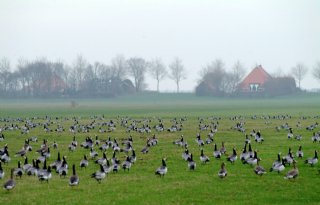 Felle reacties op ganzenaanpak Fryslân