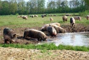 D66 boos om varkensstal Heuvelrug