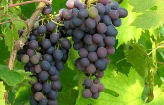 Binnenlandse wijnbouw naar 160 hectare