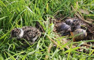 Drenthe bindt strijd aan met predatoren van boerenlandvogels