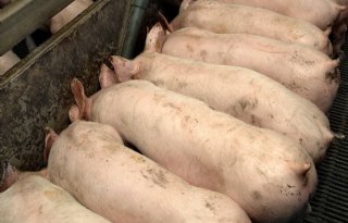 Dode varkens boven snelweg België