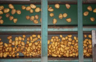 Aardappelexport vooral lager in EU