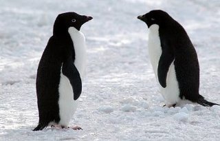 Nieuw vogelgriepvirus ontdekt bij pinguïns