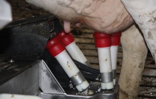 Nederlandse koeien leveren meer melk