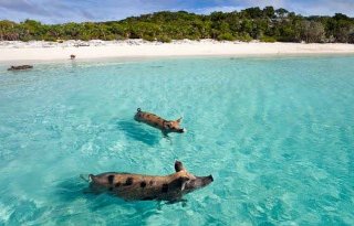 Vakantietopper: zwemmen met varkens