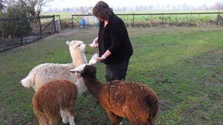 Zes alpaca's gestolen in Welsum