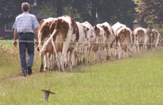 Hogere melkproductie stabiliseert
