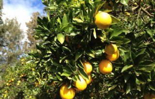 Start Zuid-Afrikaans seizoen bio-citrus