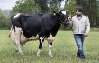 Spaanse koe levert 71 kilo melk per dag