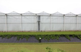 Glastuinbouw Noorden pakt emissie aan