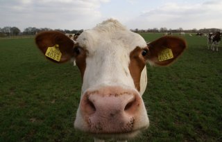 Dierenbescherming luidt alarm koeienwelzijn