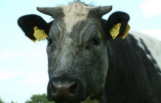 België: Elf koeien dood