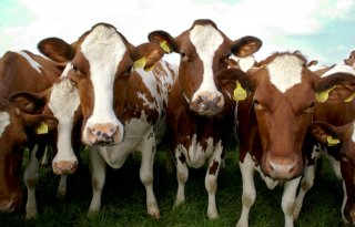 Milieudefensie: groei melkveehouderij onjuist