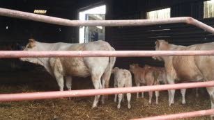 NVWA weer in actie tegen veehouder Rilland